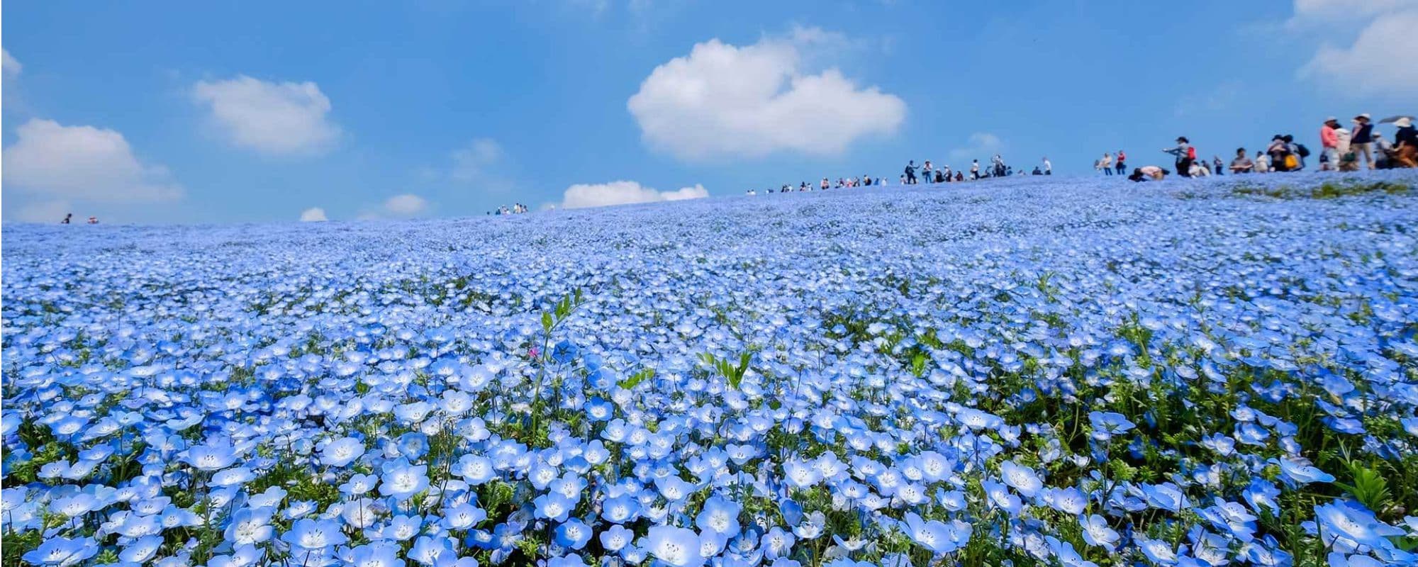 ひたち海浜公園の満開のネモフィラ