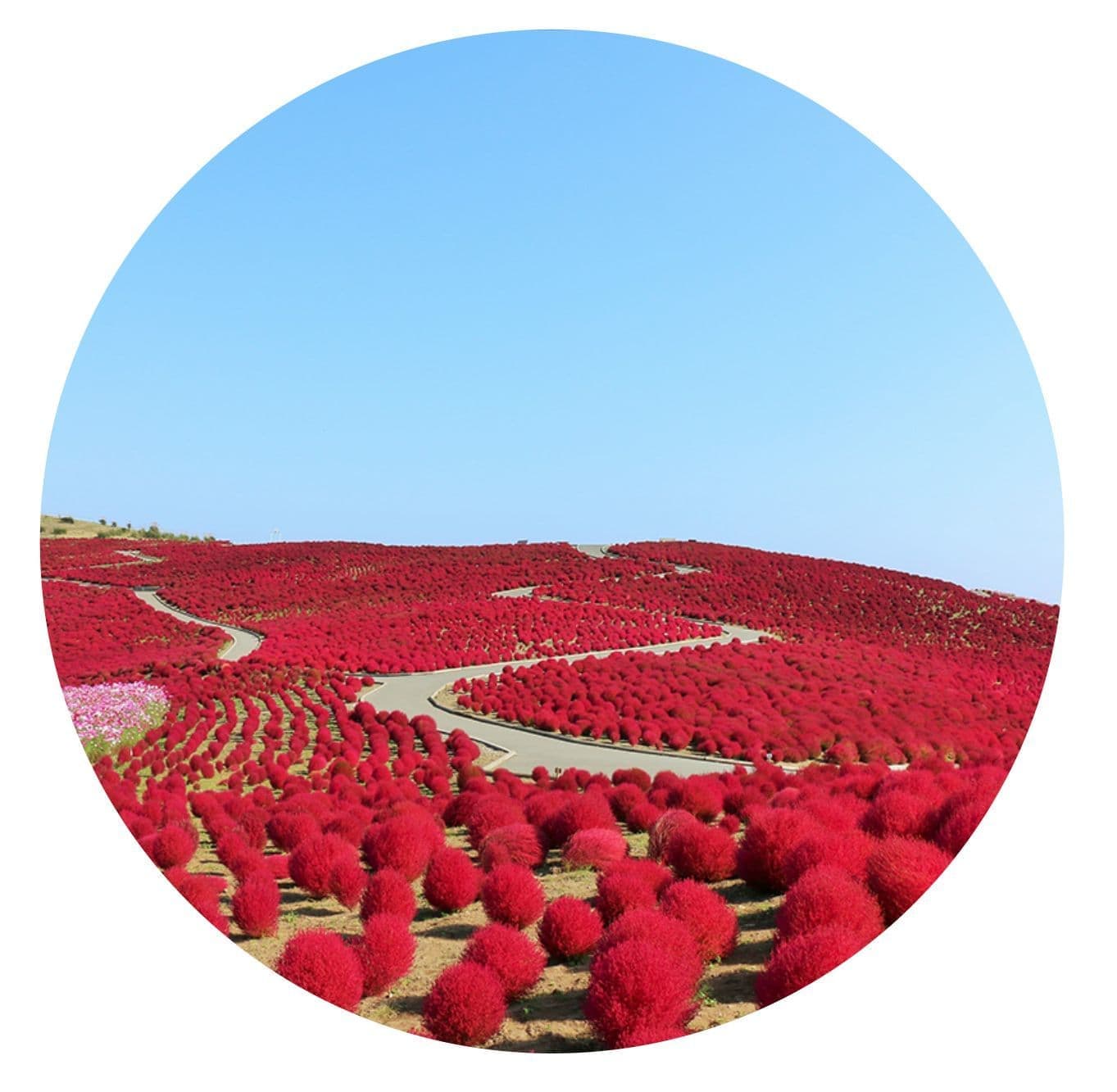 ひたち海浜公園で赤いコキアが咲き誇っている