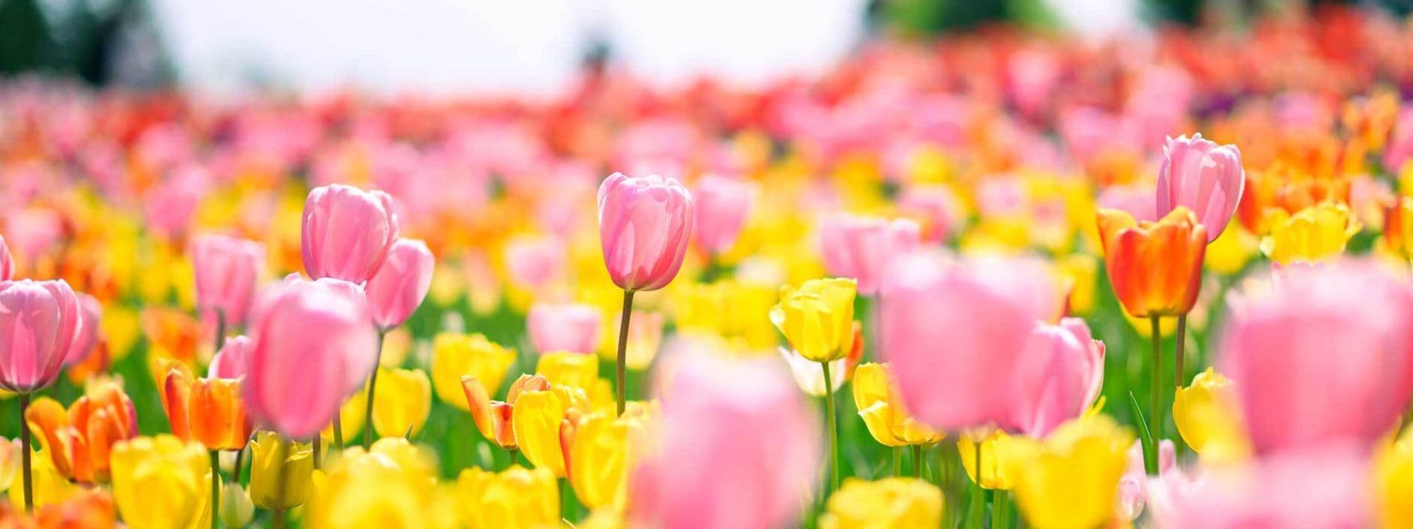 ピンクや黄色のチューリップが咲き誇っている